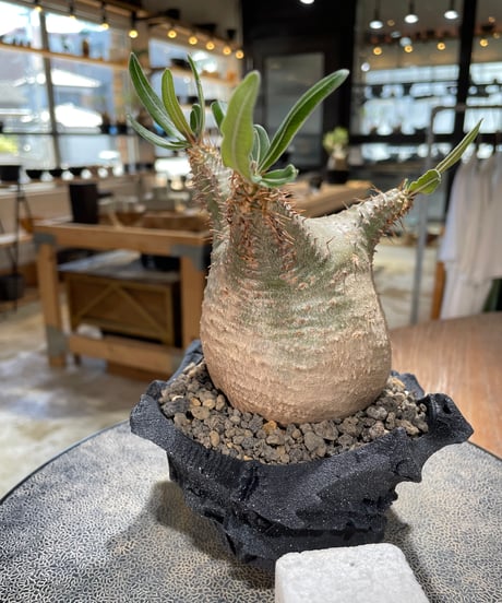 パキポディウム グラキリス　Pachypodium gracilius 　発根済　(gk-600) (鉢：LAVOR XSsize)