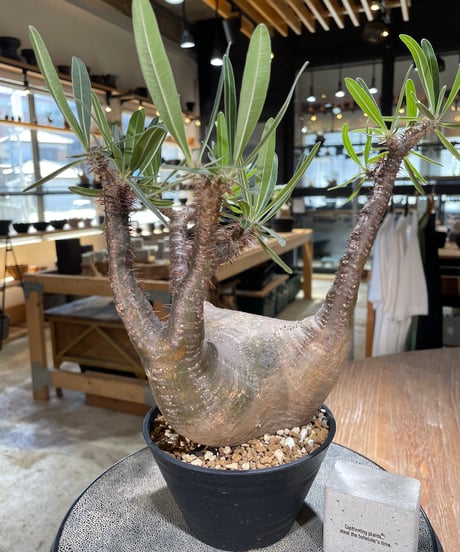 パキポディウム グラキリス　Pachypodium gracilius 　発根済　(gk-598)