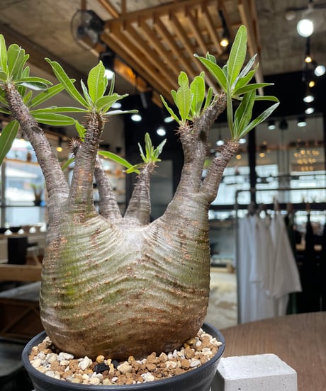 パキポディウム グラキリス　Pachypodium gracilius 　発根済　(gk-582)