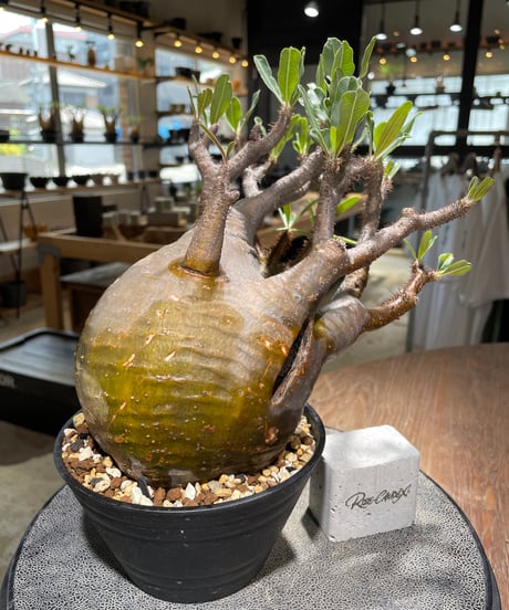 パキポディウム グラキリス　Pachypodium gracilius 　発根済　(gk-584)