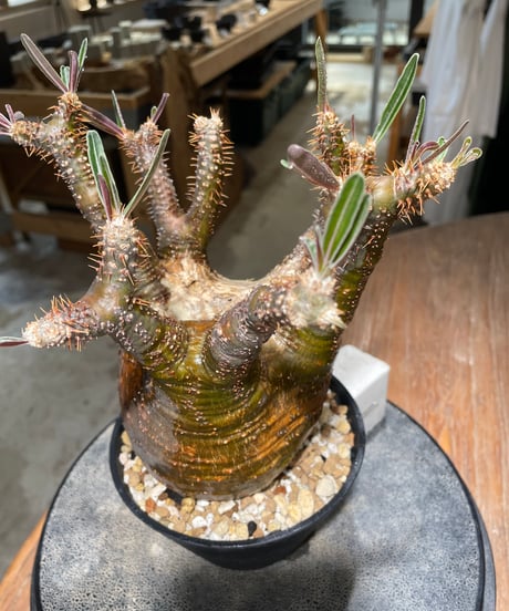パキポディウム グラキリス　Pachypodium gracilius 　発根済　(gk-608)