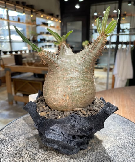 パキポディウム グラキリス　Pachypodium gracilius 　発根済　(gk-600) (鉢：LAVOR XSsize)