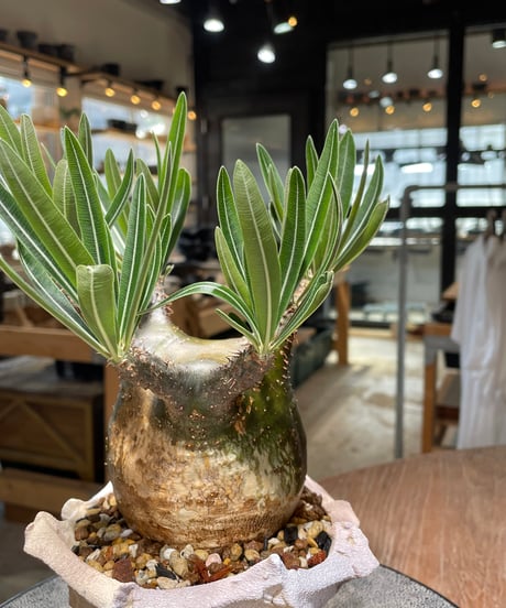 パキポディウム グラキリス　Pachypodium gracilius 　発根済　(gk-607) (鉢：LAVOR Ssize)