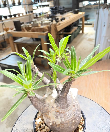 パキポディウム グラキリス　Pachypodium gracilius 　発根済　(gk-580)