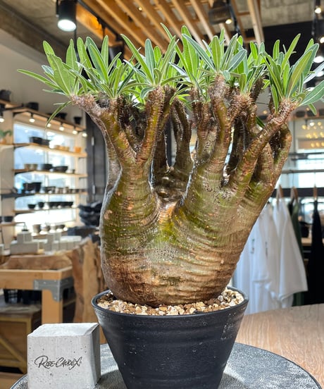 パキポディウム グラキリス　Pachypodium gracilius 　発根済　(gk-589)