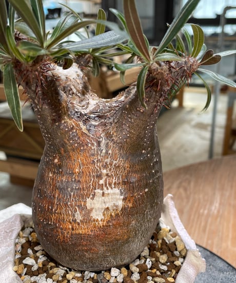 パキポディウム グラキリス　Pachypodium gracilius 　発根済　(gk-604) (鉢：LAVOR Ssize)