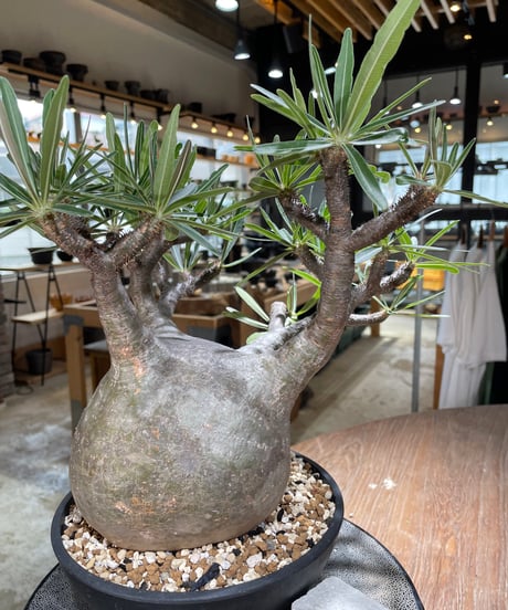 パキポディウム グラキリス　Pachypodium gracilius 　発根済　(gk-594)