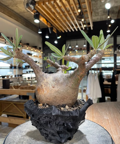 パキポディウム グラキリス　Pachypodium gracilius 　発根済　(gk-599)　(鉢：LAVOR　SMsize)