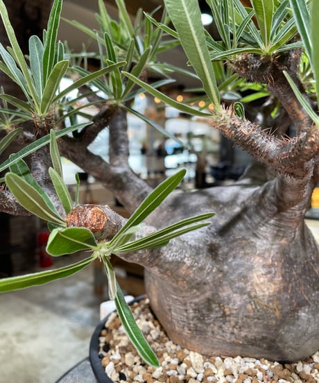 パキポディウム グラキリス　Pachypodium gracilius 　発根済　(gk-594)