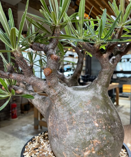 パキポディウム グラキリス　Pachypodium gracilius 　発根済　(gk-594)