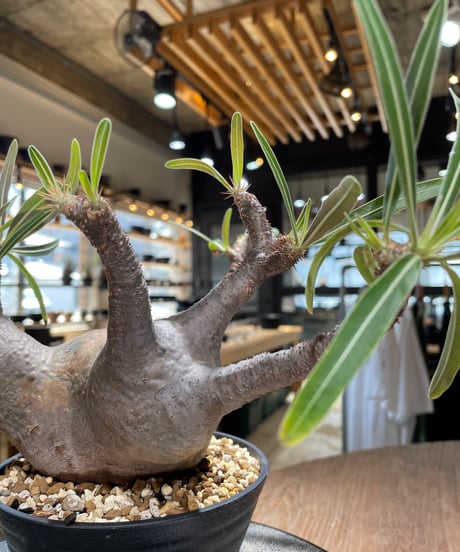 パキポディウム グラキリス　Pachypodium gracilius 　発根済　(gk-588)