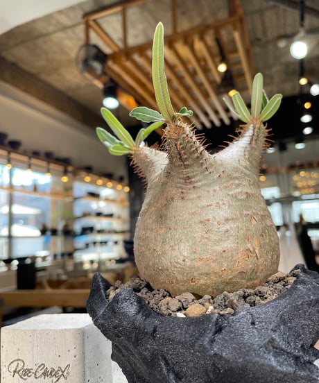 パキポディウム グラキリス　Pachypodium gracilius 　発根済　(gk-600) (鉢：LAVOR XSsize)
