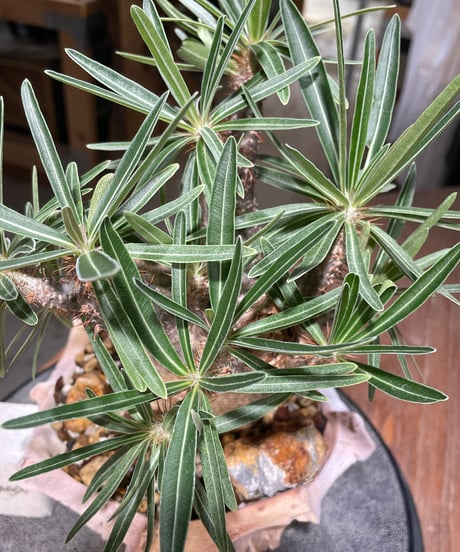 パキポディウム グラキリス　Pachypodium gracilius 　発根済　(gk-577) (鉢：LAVOR SMsize)