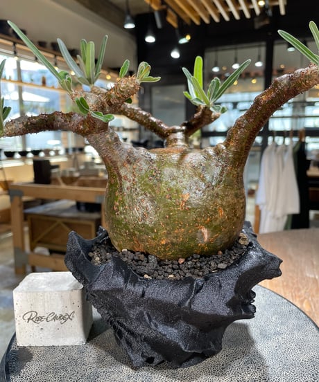 パキポディウム グラキリス　Pachypodium gracilius 　発根済　(gk-599)　(鉢：LAVOR　SMsize)
