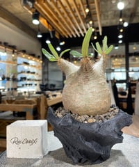 パキポディウム グラキリス　Pachypodium gracilius 　発根済　(gk-600) (鉢：LAVOR XSsize)