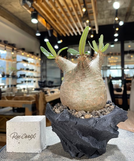 パキポディウム グラキリス　Pachypodium gracilius 　発根済　(gk-600) (鉢：LAVOR XSsize)