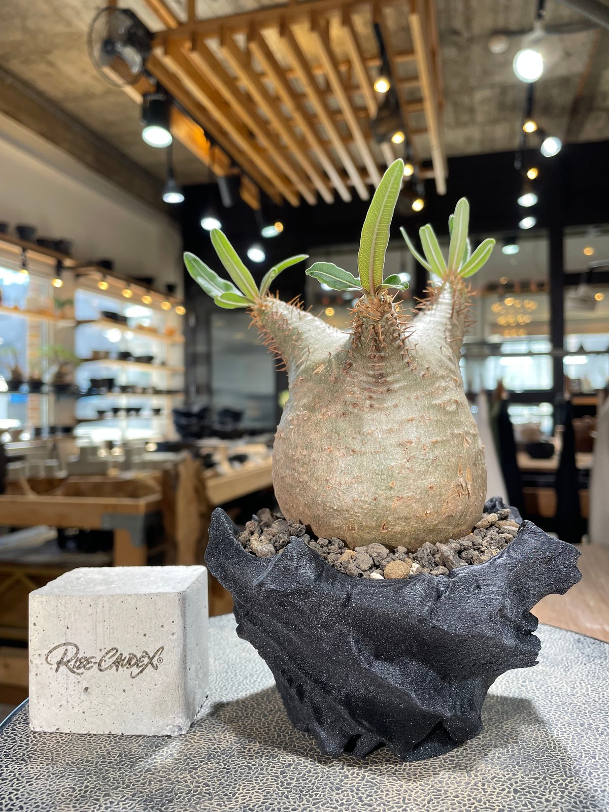 パキポディウム グラキリス Pachypodium gracilius ⑧ パキポディウム グラキリス Pachypodium gracilius 発根済 (gk-60