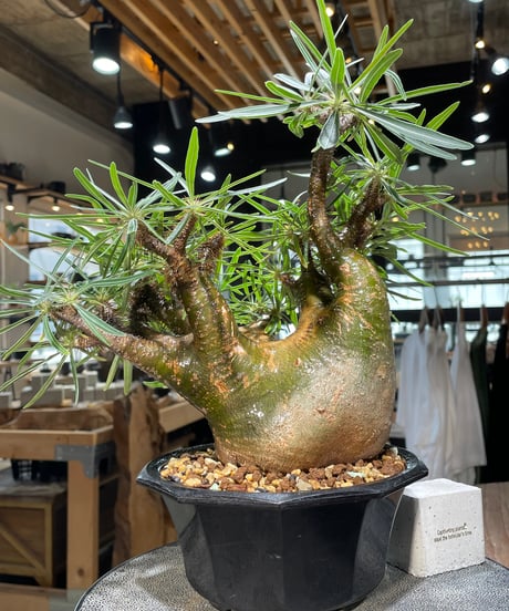 パキポディウム グラキリス　Pachypodium gracilius 　発根済　(gk-569)