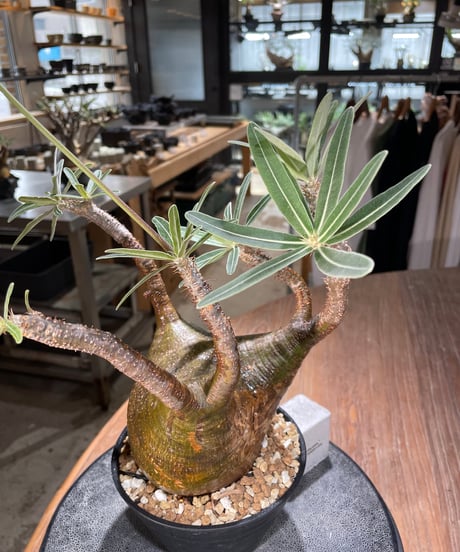 パキポディウム グラキリス　Pachypodium gracilius 　発根済　(gk-575)