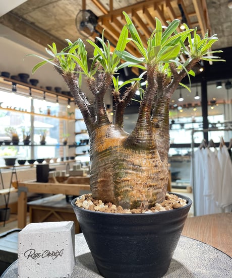 CATEGORY Pachypodium gracilius(パキポディウム グラキリス) |