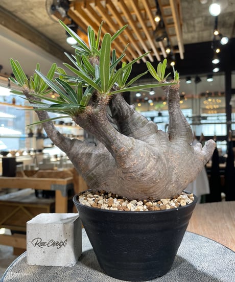パキポディウム グラキリス　Pachypodium gracilius 　発根済　(gk-587)