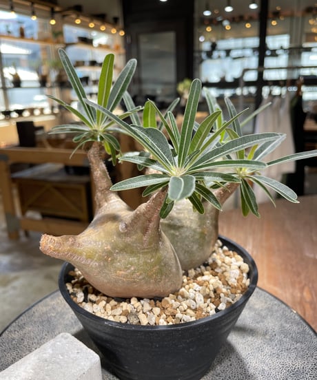 パキポディウム グラキリス 2頭　Pachypodium gracilius 　発根済　(gk-596)