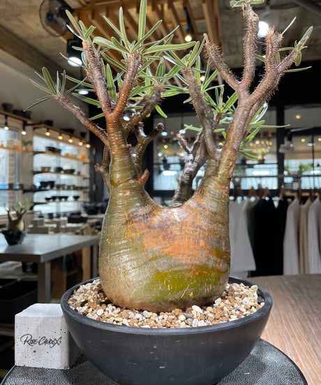 パキポディウム グラキリス　Pachypodium gracilius 　発根済　(gk-576)