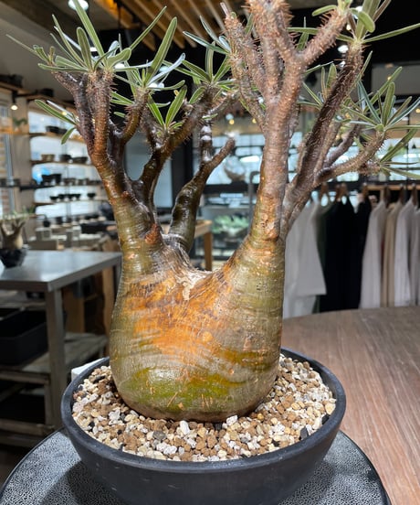 パキポディウム グラキリス　Pachypodium gracilius 　発根済　(gk-576)