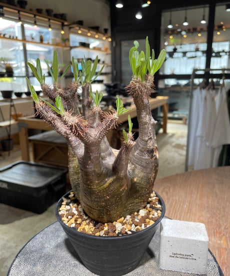 パキポディウム グラキリス　Pachypodium gracilius 　発根済　(gk-583)