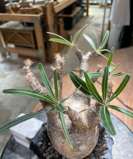 パキポディウム グラキリス　Pachypodium gracilius 　発根済　(gk-601) (鉢：LAVOR XSsize)