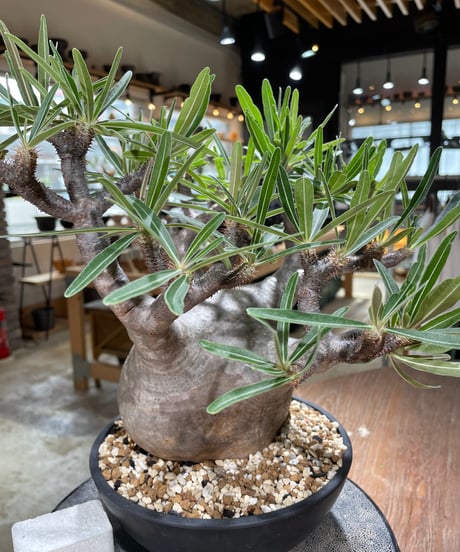 パキポディウム グラキリス　Pachypodium gracilius 　発根済　(gk-594)