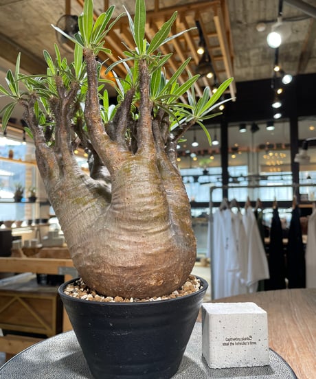 パキポディウム グラキリス　Pachypodium gracilius 　発根済　(gk-589)