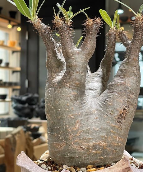 パキポディウム グラキリス　Pachypodium gracilius 　発根済　(gk-603) (鉢：LAVOR Ssize)