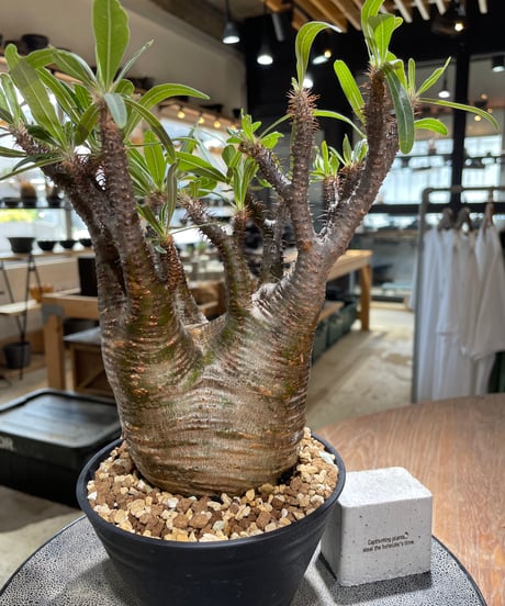パキポディウム グラキリス　Pachypodium gracilius 　発根済　(gk-581)