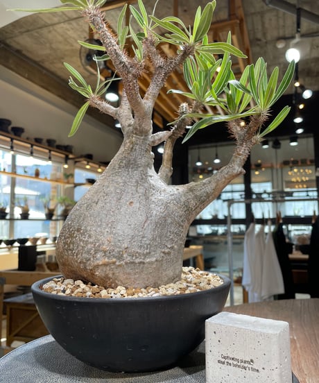 パキポディウム グラキリス　Pachypodium gracilius 　発根済　(gk-595)