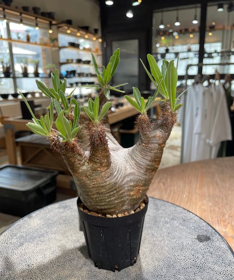 パキポディウム グラキリス　Pachypodium gracilius 　発根済　(gk-579)