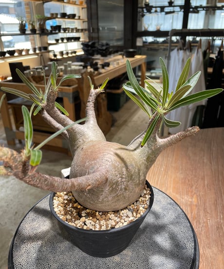 パキポディウム グラキリス　Pachypodium gracilius 　発根済　(gk-588)