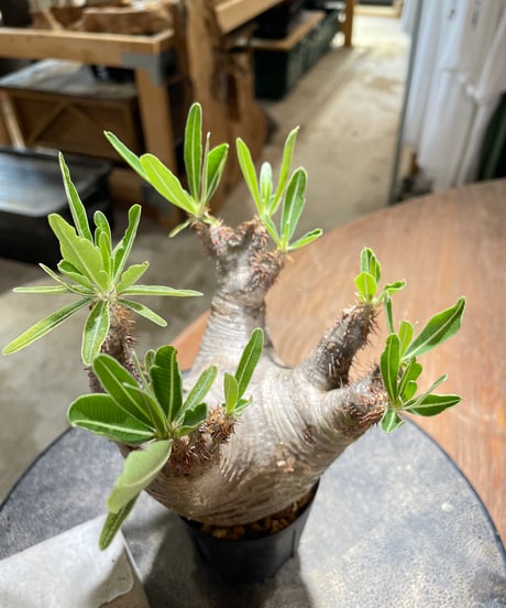パキポディウム グラキリス　Pachypodium gracilius 　発根済　(gk-579)