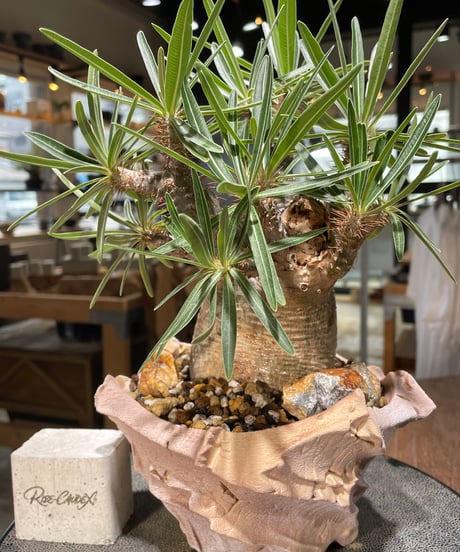 パキポディウム グラキリス　Pachypodium gracilius 　発根済　(gk-577) (鉢：LAVOR SMsize)