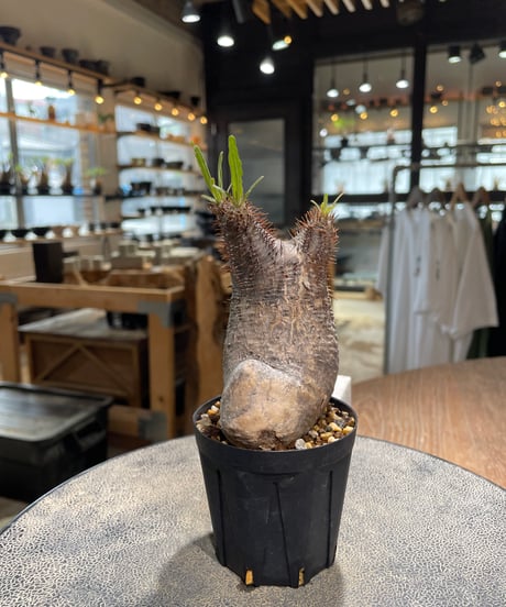 パキポディウム グラキリス　Pachypodium gracilius 　発根済　(gk-578)