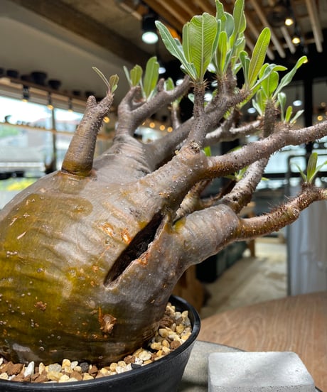 パキポディウム グラキリス　Pachypodium gracilius 　発根済　(gk-584)