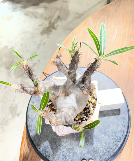 パキポディウム グラキリス　Pachypodium gracilius 　発根済　(gk-603) (鉢：LAVOR Ssize)