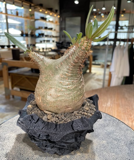 パキポディウム グラキリス　Pachypodium gracilius 　発根済　(gk-600) (鉢：LAVOR XSsize)