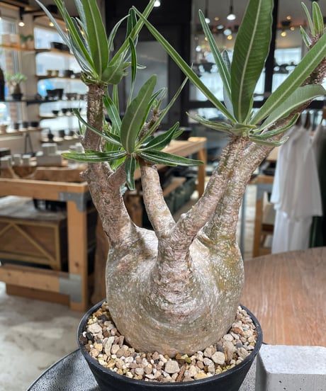 パキポディウム グラキリス　Pachypodium gracilius 　発根済　(gk-605)