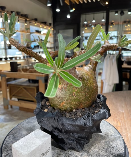 パキポディウム グラキリス　Pachypodium gracilius 　発根済　(gk-599)　(鉢：LAVOR　SMsize)