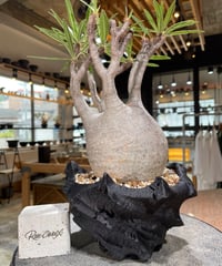 パキポディウム グラキリス　Pachypodium gracilius 　発根済　(gk-593)（鉢:LAVOR SMsize）