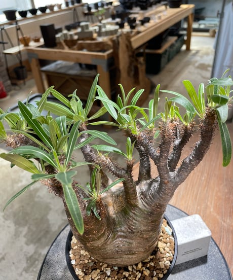 パキポディウム グラキリス　Pachypodium gracilius 　発根済　(gk-581)