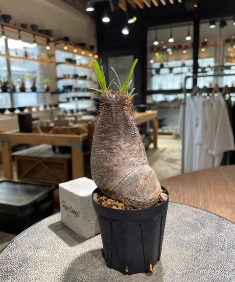 パキポディウム グラキリス　Pachypodium gracilius 　発根済　(gk-578)