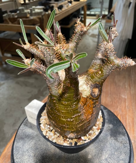 パキポディウム グラキリス　Pachypodium gracilius 　発根済　(gk-608)