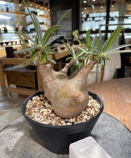 パキポディウム グラキリス 2頭　Pachypodium gracilius 　発根済　(gk-596)